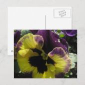 Spring Pansy Briefkaart (Voorkant / Achterkant)