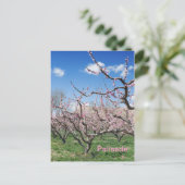 Spring Peach Orchard in Palisade Travel Briefkaart (Staand voorkant)