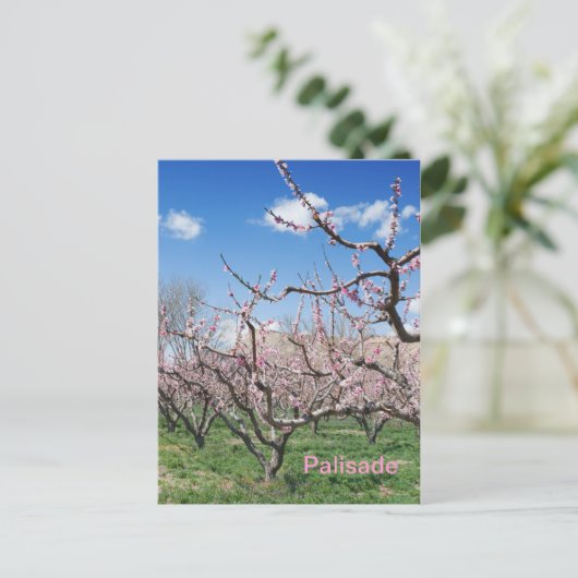 Spring Peach Orchard in Palisade Travel Briefkaart (Staand voorkant)