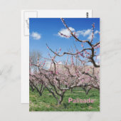 Spring Peach Orchard in Palisade Travel Briefkaart (Voorkant / Achterkant)