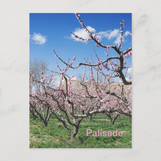 Spring Peach Orchard in Palisade Travel Briefkaart (Voorkant)