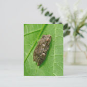 Spring Peeper (Pseudacris crucifer) Treefrog Items Briefkaart (Staand voorkant)