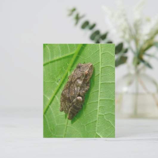 Spring Peeper (Pseudacris crucifer) Treefrog Items Briefkaart (Staand voorkant)