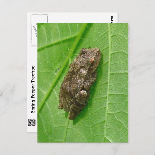 Spring Peeper (Pseudacris crucifer) Treefrog Items Briefkaart (Voorkant / Achterkant)