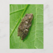 Spring Peeper (Pseudacris crucifer) Treefrog Items Briefkaart (Voorkant)