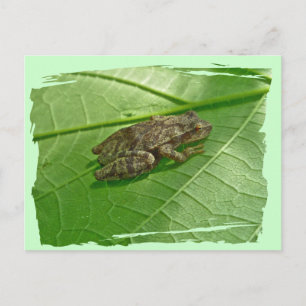 Spring Peeper (Pseudacris crucifer) Treefrog Items Briefkaart