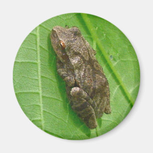 Spring Peeper (Pseudacris crucifer) Treefrog Items Magneet