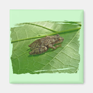 Spring Peeper (Pseudacris crucifer) Treefrog Items Magneet