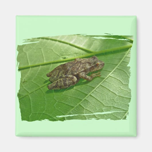 Spring Peeper (Pseudacris crucifer) Treefrog Items Magneet (Voorkant)