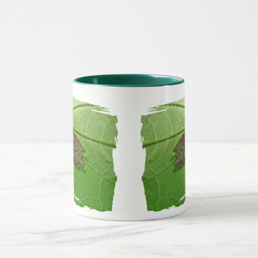 Spring Peeper (Pseudacris crucifer) Treefrog Items Mok (Midden)