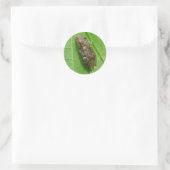 Spring Peeper (Pseudacris crucifer) Treefrog Items Ronde Sticker (Tas)
