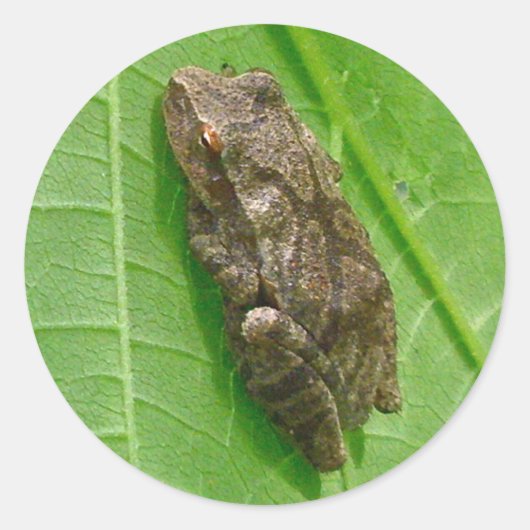 Spring Peeper (Pseudacris crucifer) Treefrog Items Ronde Sticker (Voorkant)