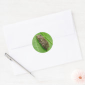 Spring Peeper (Pseudacris crucifer) Treefrog Items Ronde Sticker (Envelop)