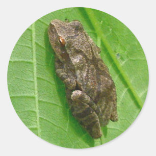 Spring Peeper (Pseudacris crucifer) Treefrog Items Ronde Sticker