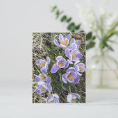 Spring Pickwick Dutch Crocus Flowers Briefkaart (Staand voorkant)