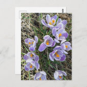Spring Pickwick Dutch Crocus Flowers Briefkaart (Voorkant / Achterkant)