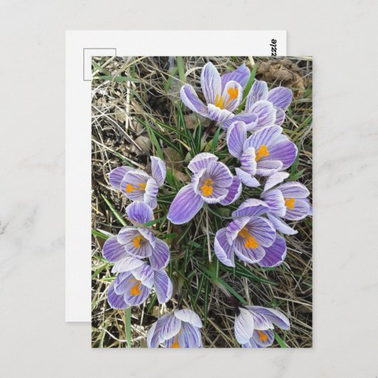 Spring Pickwick Dutch Crocus Flowers Briefkaart (Voorkant / Achterkant)