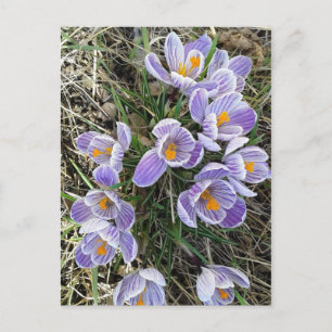 Spring Pickwick Dutch Crocus Flowers Briefkaart