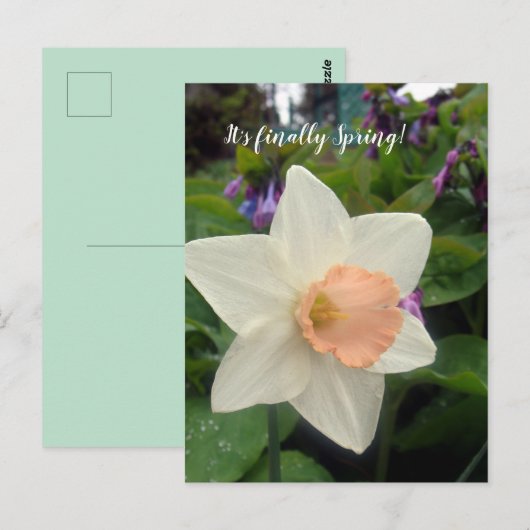 Spring Pink Cup narcis Briefkaart (Voorkant / Achterkant)