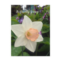 Spring Pink Cup narcis