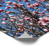 Spring Pink Magnolia Blossom Blue Sky Poster (Hoek)