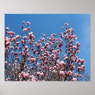 Spring Pink Magnolia Blossom Blue Sky Poster