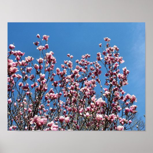 Spring Pink Magnolia Blossom Blue Sky Poster (Voorkant)