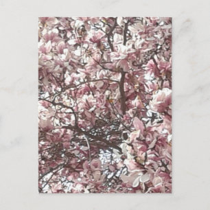 Spring Pink Magnolia Briefkaart
