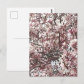 Spring Pink Magnolia Briefkaart (Voorkant / Achterkant)