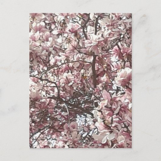 Spring Pink Magnolia Briefkaart (Voorkant)