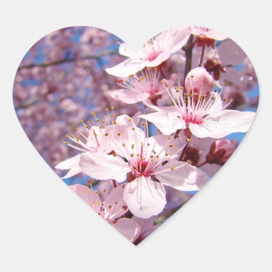 Spring Pink Tree Blossom Flowers stickers zeehonde (Voorkant)