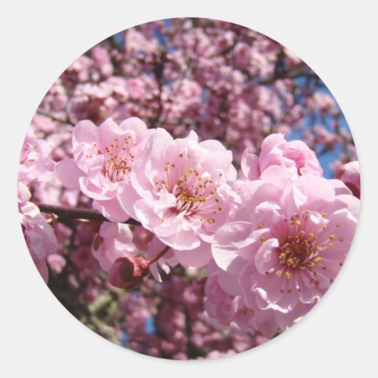 Spring Pink Tree Blossoms stickers zegels Bloemen (Voorkant)