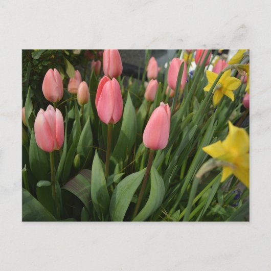 Spring pink tulip flowers happy birthday briefkaart (Voorkant)