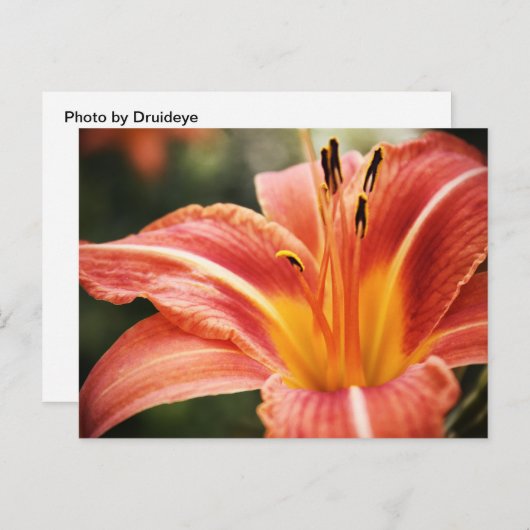 Spring Poetry Briefkaart (Voorkant / Achterkant)