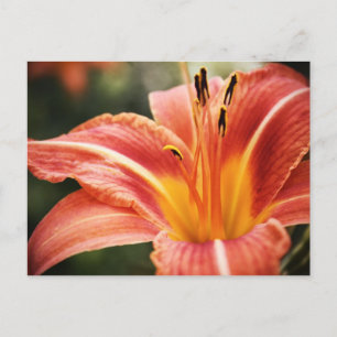 Spring Poetry Briefkaart