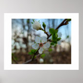 Spring poster (Voorkant)