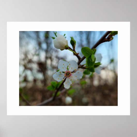 Spring  poster (Voorkant)