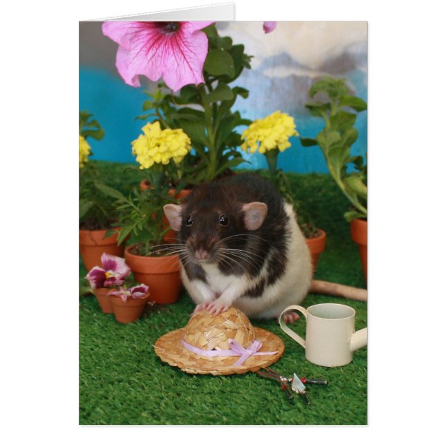 Spring Rat Card (Voorkant)