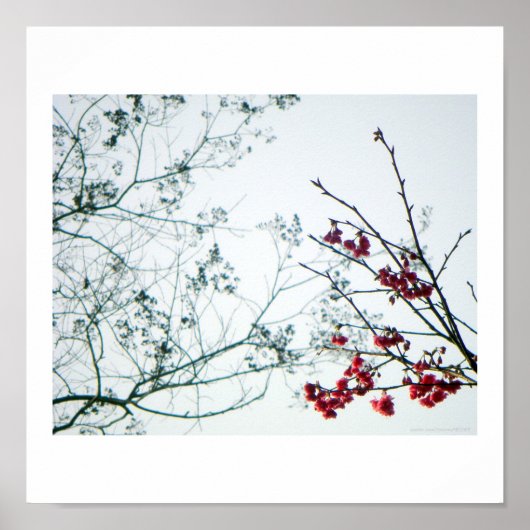 Spring Reach-Out/Cherry Blossom-print Poster (Voorkant)
