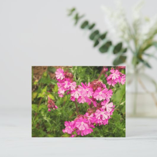 Spring Red Campion Briefkaart (Staand voorkant)