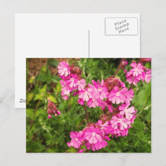 Spring Red Campion Briefkaart (Voorkant / Achterkant)