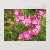 Spring Red Campion Briefkaart (Voorkant)