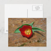 Spring Red Tulip Briefkaart (Voorkant / Achterkant)