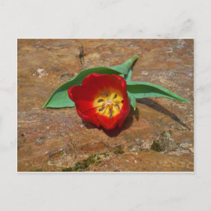 Spring Red Tulip Briefkaart