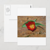 Spring Red Tulip Briefkaart (Voorkant / Achterkant)