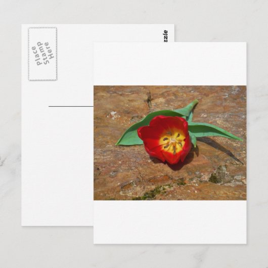 Spring Red Tulip Briefkaart (Voorkant / Achterkant)