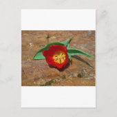 Spring Red Tulip Briefkaart (Voorkant)