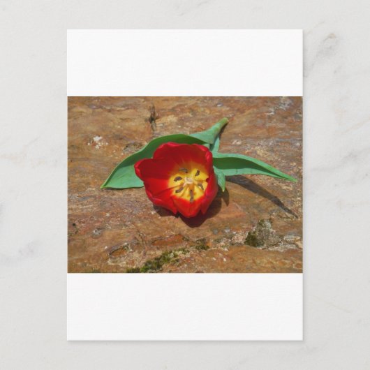 Spring Red Tulip Briefkaart (Voorkant)