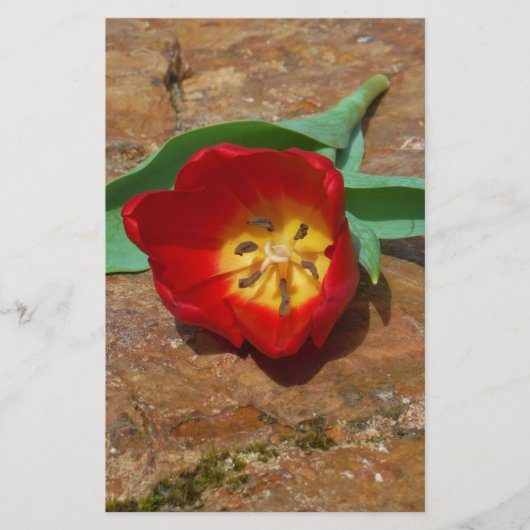 Spring Red Tulip Briefpapier (Voorkant)