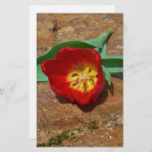 Spring Red Tulip Briefpapier (Voorkant / Achterkant)